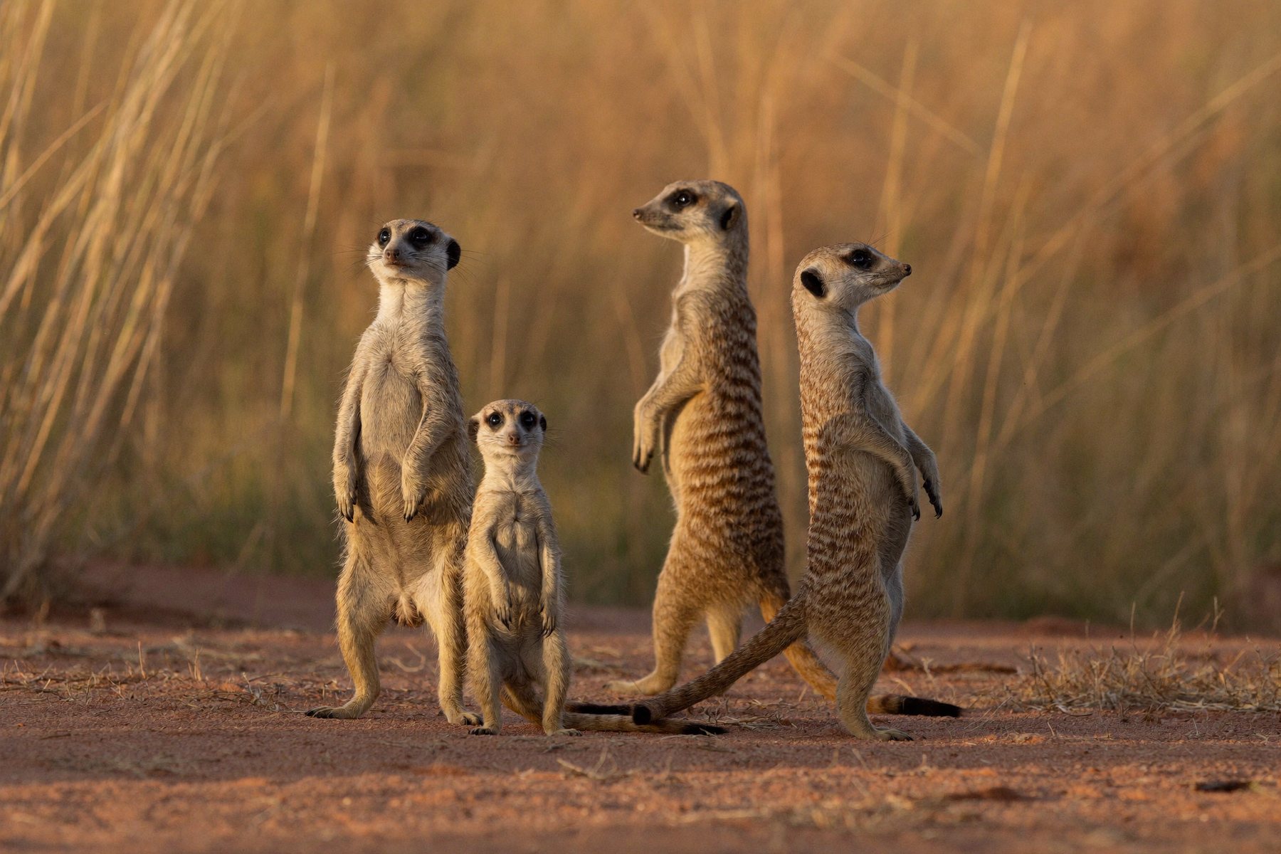 A meerkat family upright at their burrow in morning light