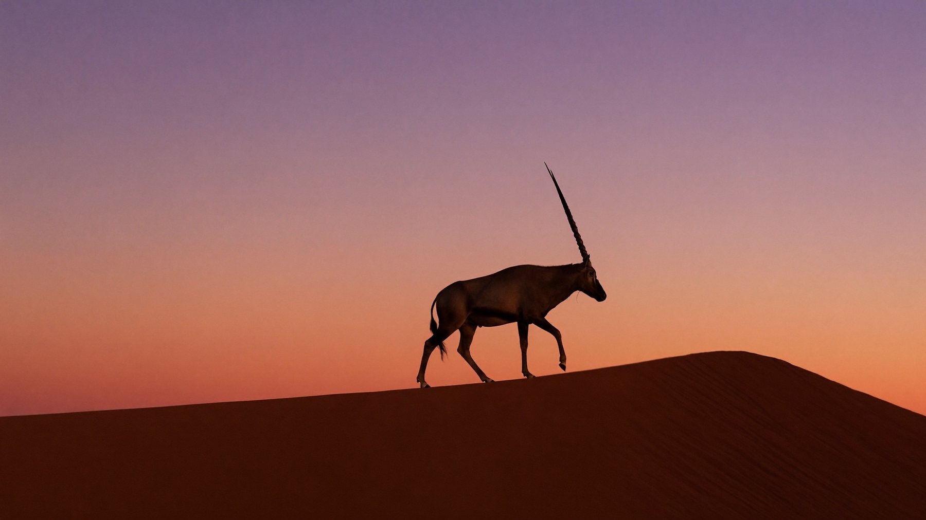 Gemsbok silhouetted on the dune ridge at dusk