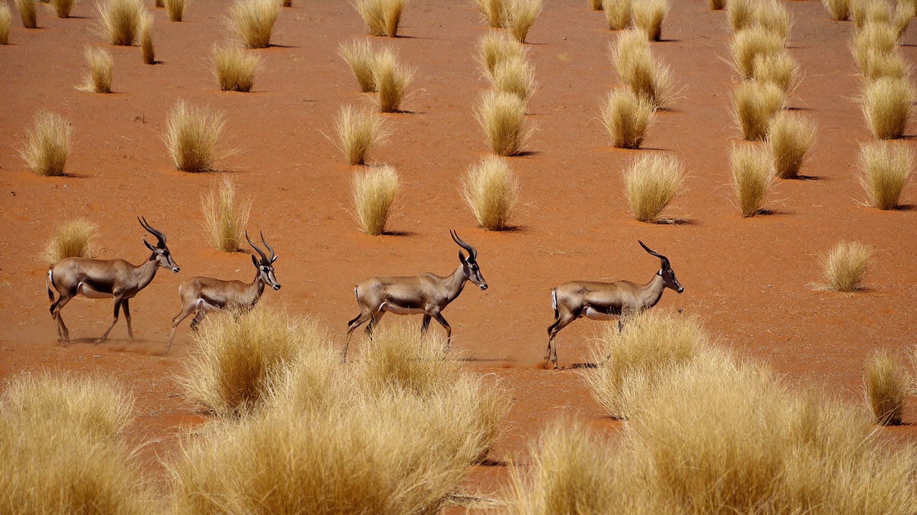 Springbok crossing the red Kalahari sand