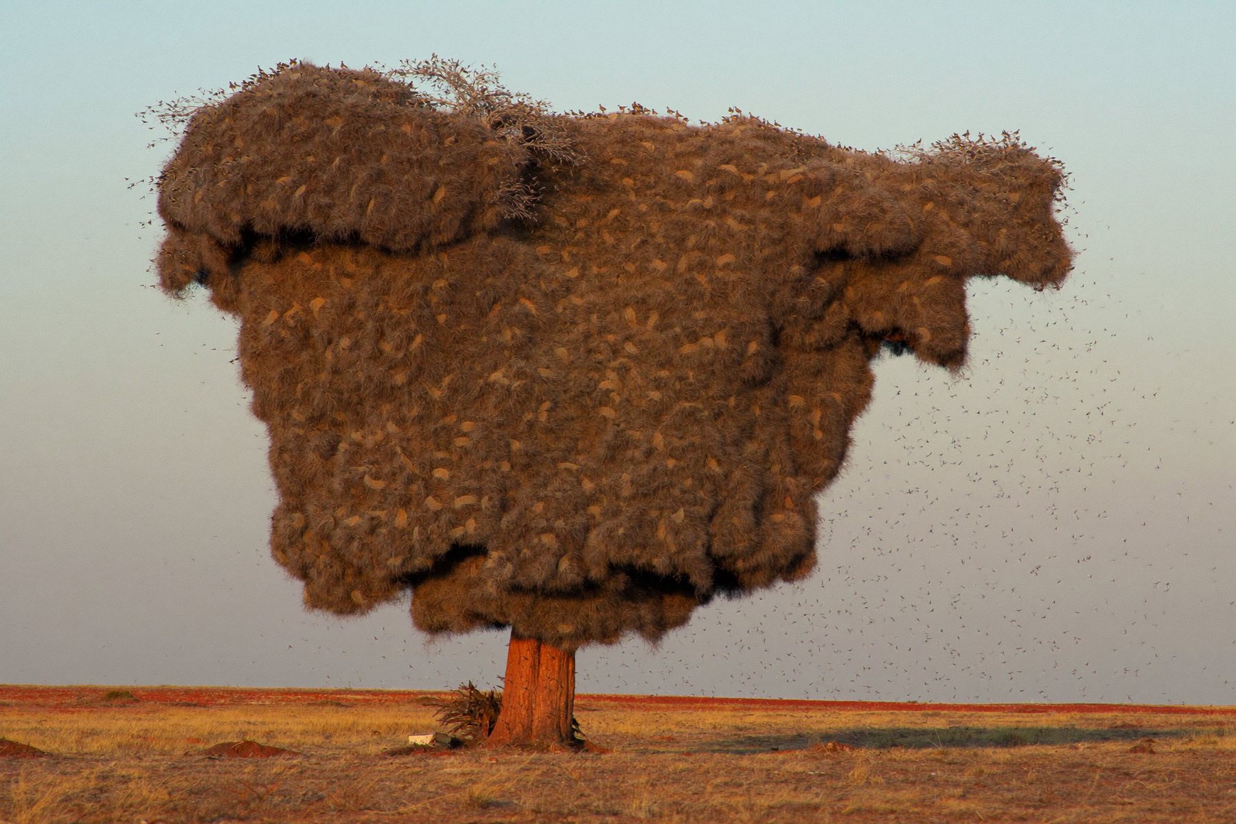 A giant sociable weaver nest in a camelthorn