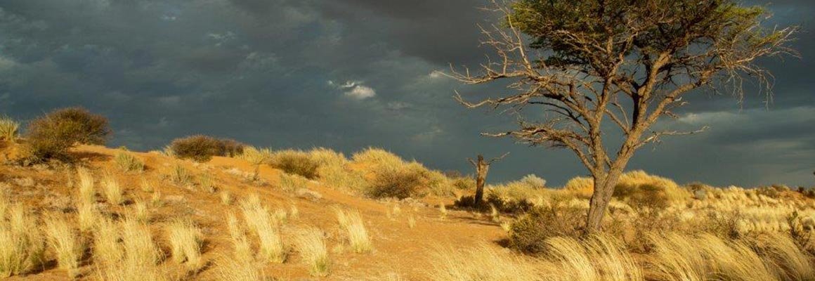 Red dune and camelthorn