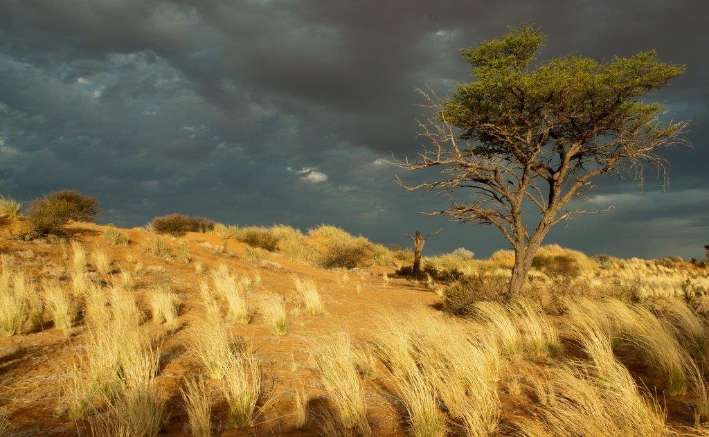 Golden Bushman grass and camelthorn