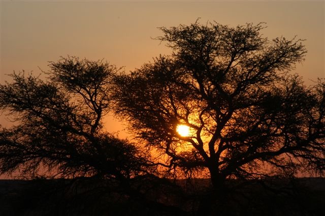 Sunset behind a camelthorn tree