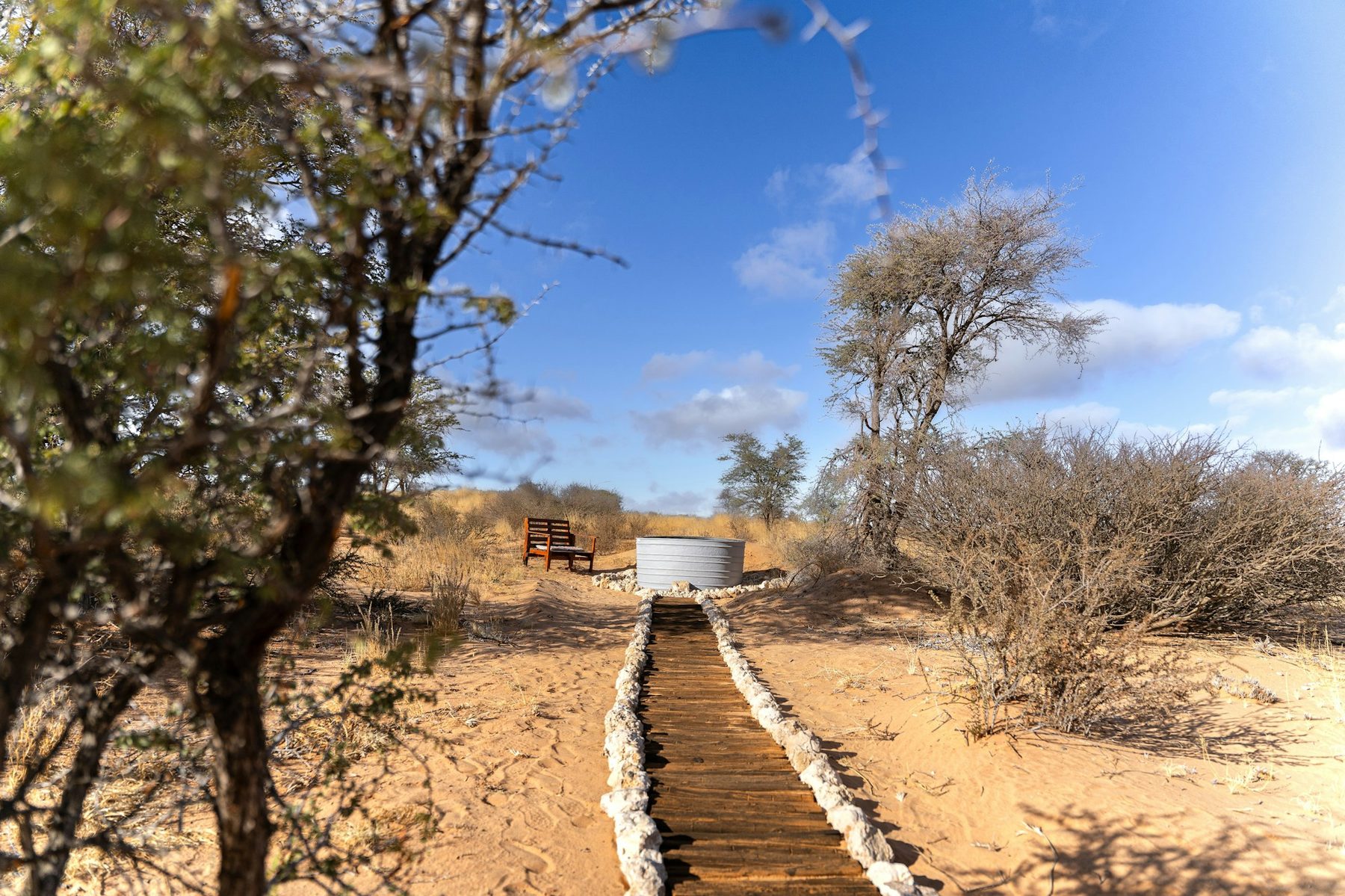 A path through the golden veld
